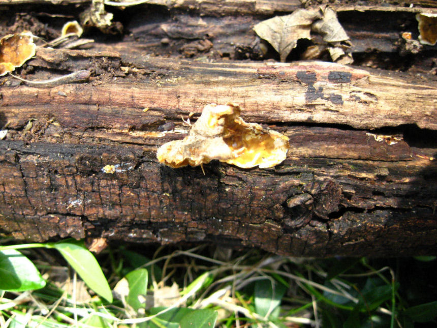Aradidae sotto corteccia